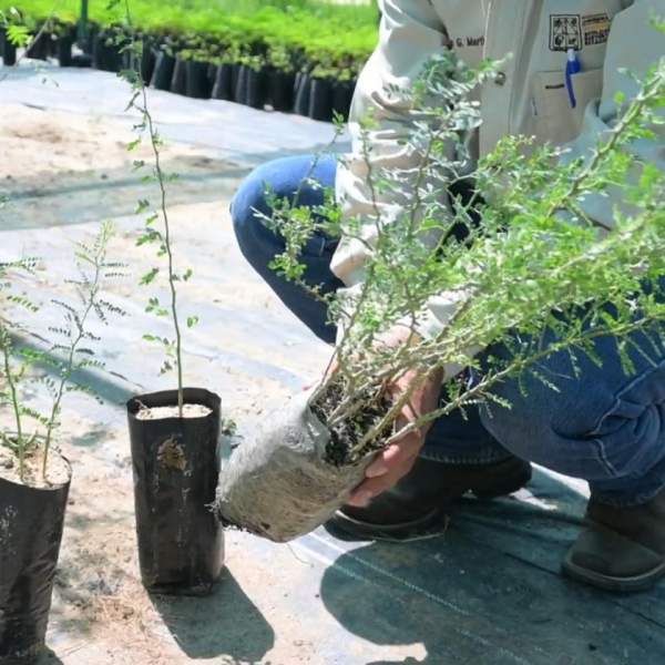 El proceso de reforestación de La Sauceda iniciará con la siembra de más de 13 mil especies